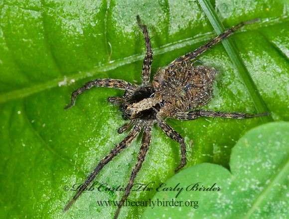 Schizocosa  WOLF SPIDER 6010026z