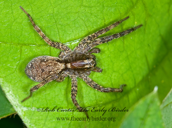 Schizocosa  WOLF SPIDER 6012416z