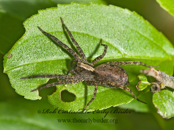 Schizocosa  WOLF SPIDER 8014328z