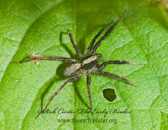 Schizocosa  WOLF SPIDER 8014333z