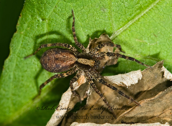 Schizocosa  WOLF SPIDER 8014337z