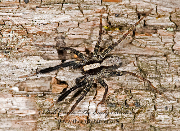 Schizocosa  WOLF SPIDER 8014771z