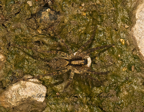 Schizocosa  WOLF SPIDER 8016692z