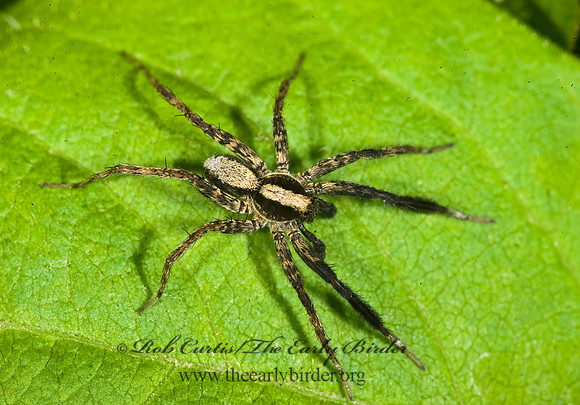 Schizocosa  WOLF SPIDER 8014361z