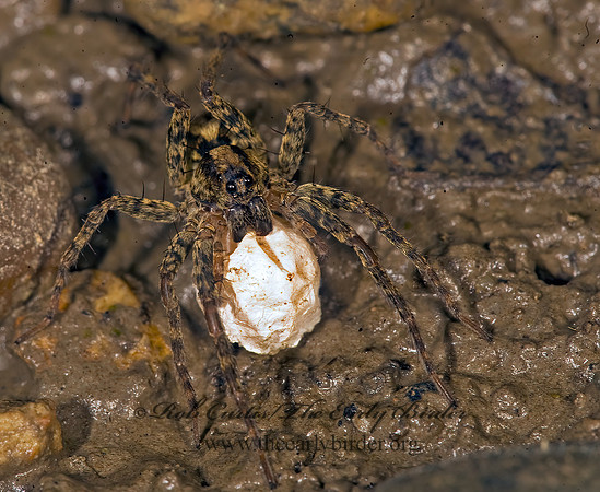 Schizocosa  WOLF SPIDER 8016695z