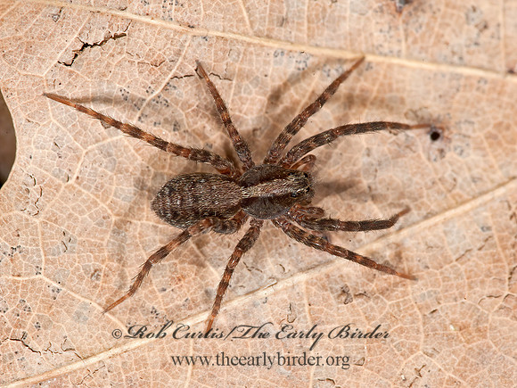Schizocosa  WOLF SPIDER 8034040z