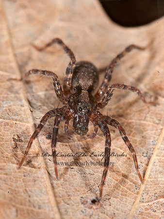 Schizocosa  WOLF SPIDER 8034041z