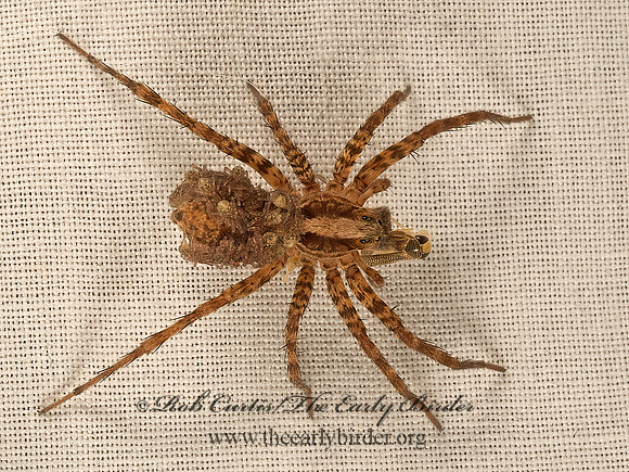 Schizocosa  WOLF SPIDER 9051512z