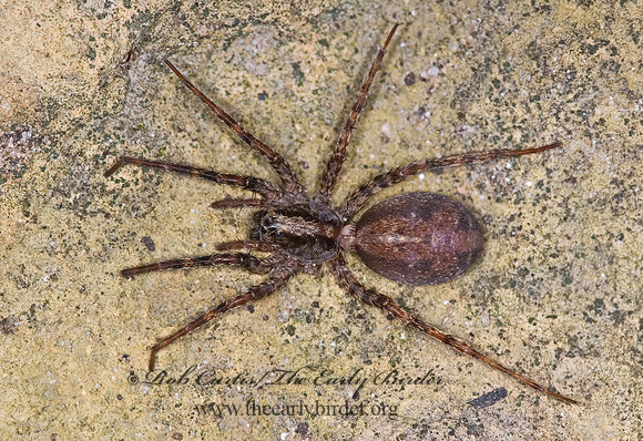 Schizocosa ocreata  WOLF SPIDER 6007841z