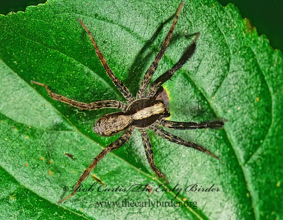 Schizocosa crassipes 1111628 Mz