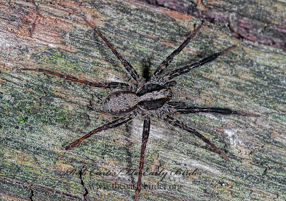 Schizocosa crassipes  WOLF SPIDER 1112131 Mz