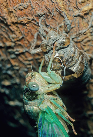Neotibicen canicularis  DOG-DAY CICADA155426z