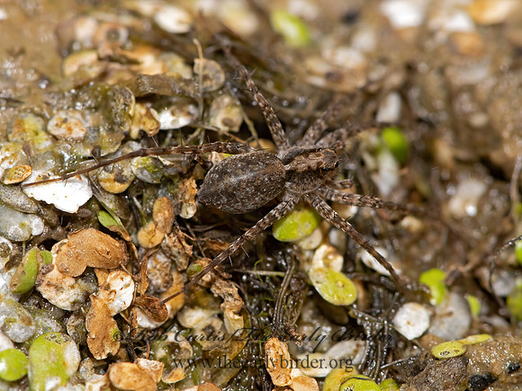 Pardosa  THIN-LEGGED WOLF SPIDER 3025985 z
