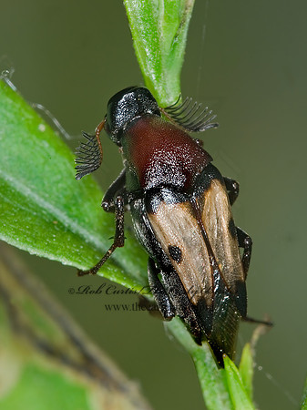 Macrosiagon pectinata 6012892 Mz