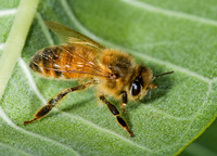 Apis mellifera WESTERN HONEYBEE 7012086z