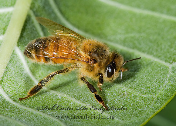 Apis mellifera  WESTERN HONEYBEE 7012086z