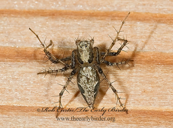 Oxyopes scalaris 6023925z