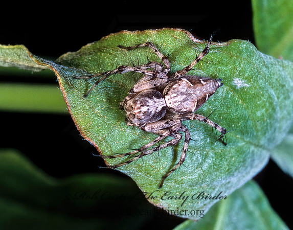 Oxyopes scalaris 169230z
