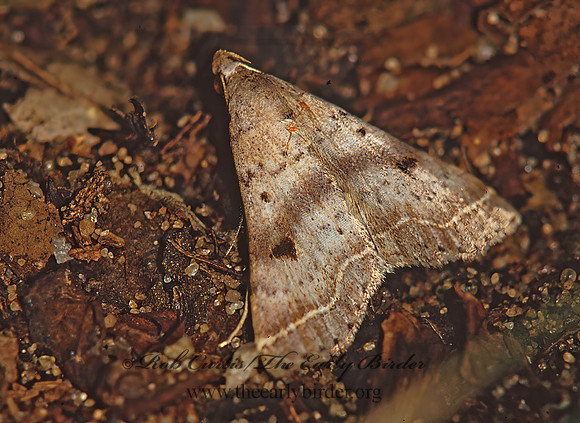 Bleptina caradrinalis  BENT-WINGED OWLET 41926z