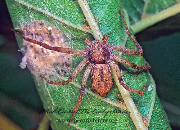 Philodromus  RUNNING CRAB SPIDER 179027z