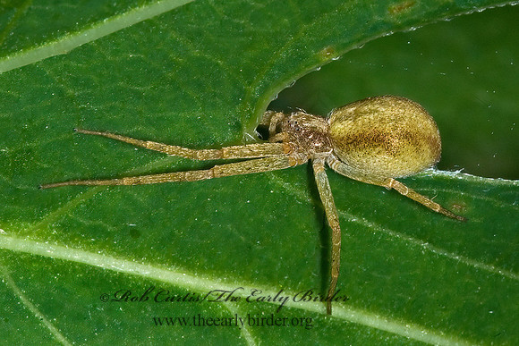 Philodromus  RUNNING CRAB SPIDER 6007005z
