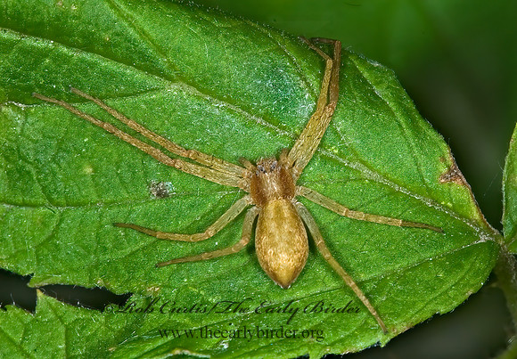 Philodromus  RUNNING CRAB SPIDER 6008961z