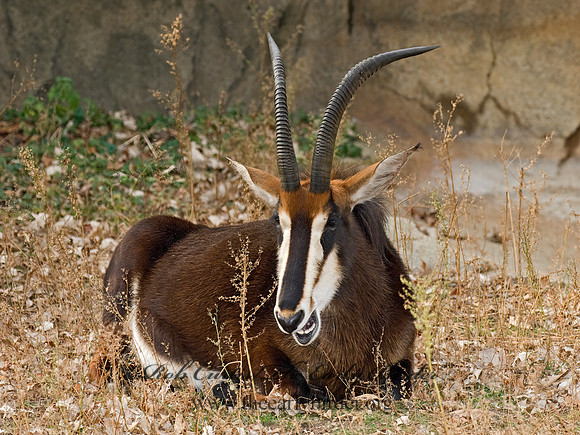Hippotragus niger  SABLE ANTELOPE 6018771z