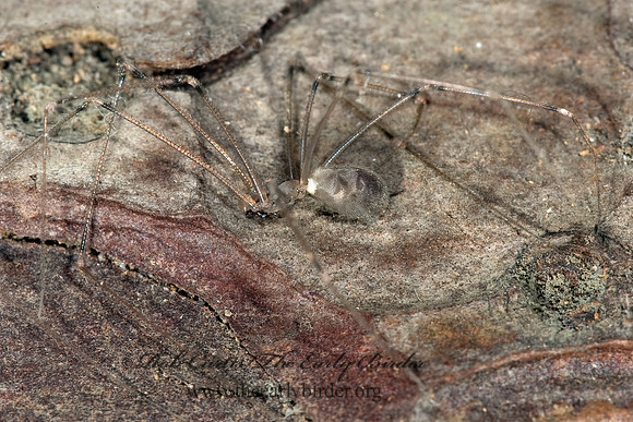 Pholcus  manueli~  CELLAR SPIDER 8009711z