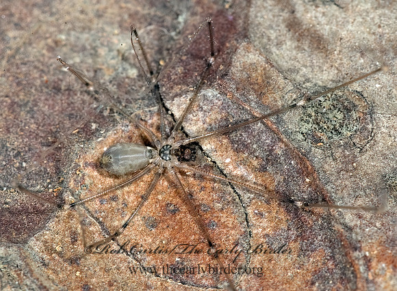 Pholcus  manueli~  CELLAR SPIDER 8009710z