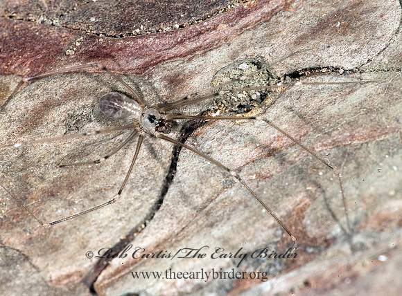 Pholcus  manueli~  CELLAR SPIDER 8009706z