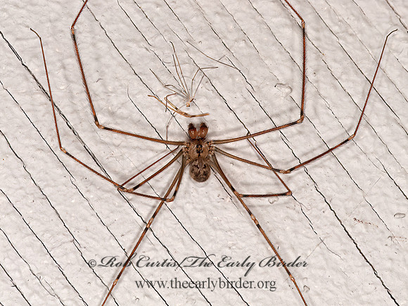 Physocyclus  CELLAR SPIDER 8036431z