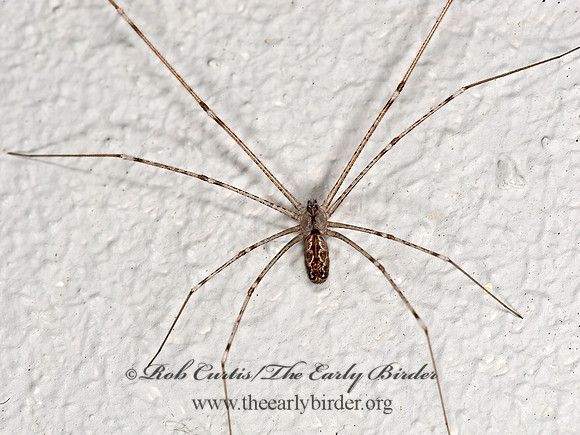 Holocnemus pluchei  MARBLED CELLAR SPIDER 8036434z