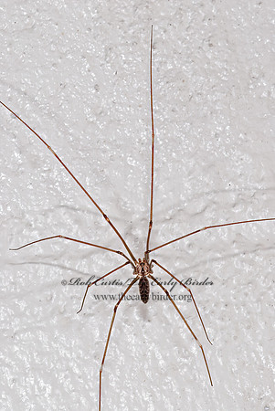 Smeringopus pallidus 6024015z