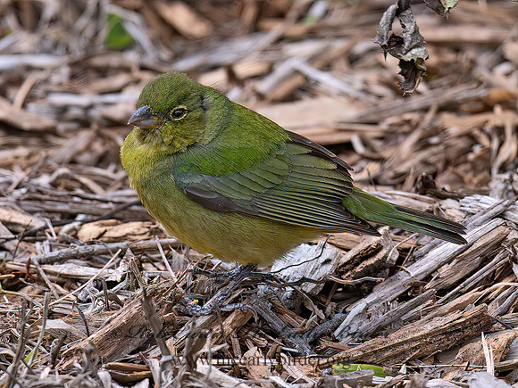 Passerina ciris  PAINTED BUNTING 6039249z