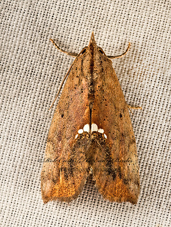Hypsoropha hormos  SMALL NECKLACE MOTH 9050111z