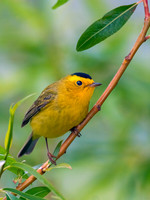 Cardellina pusilla WILSON'S WARBLER 3008080z