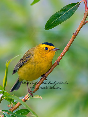 Cardellina pusilla  WILSON'S WARBLER 3008080z