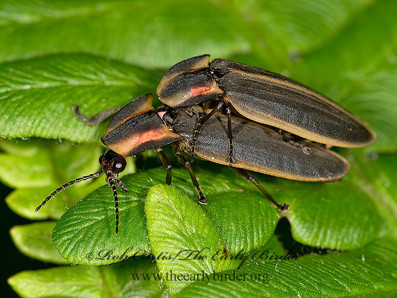 Pyractomena  FIREFLY 9031965z