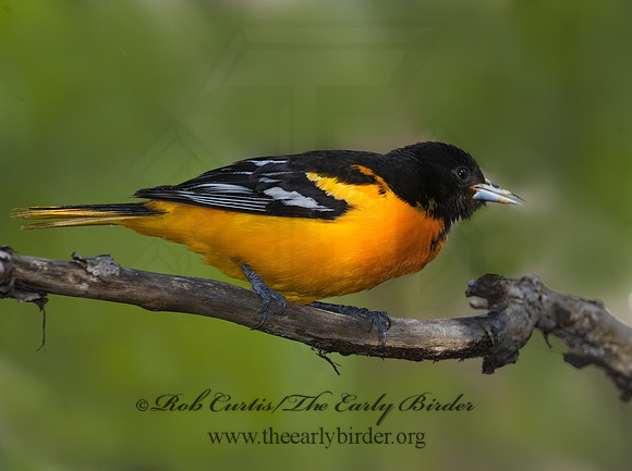 Icterus galbula  BALTIMORE ORIOLE  8003692z