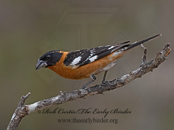 Pheucticus melanocephalus  BLACK-HEADED GROSBEAK 3037697z
