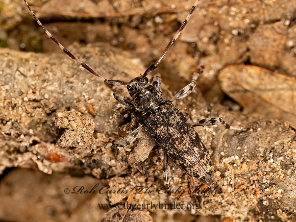 Graphisurus fasciatus  BANDED GRAPHISURUS 9080826z