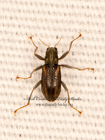 Stenelmis lateralis RIFFLE BEETLE 9083957z