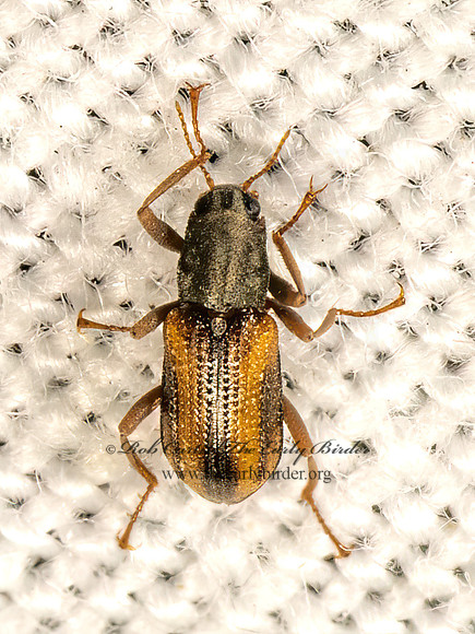 Stenelmis lateralis  RIFFLE BEETLE 9083422z