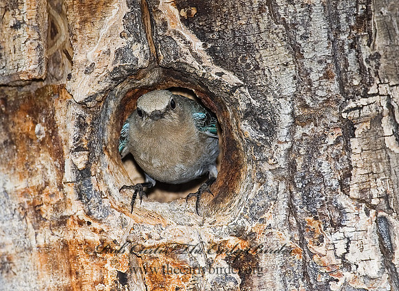 Sialia currucoides  MOUNTAIN BLUEBIRD  7010961z