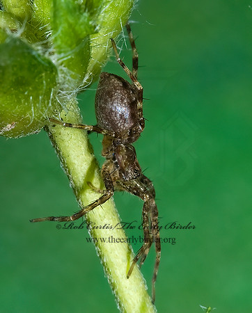 Dolomedes  FISHING SPIDER 7015001z