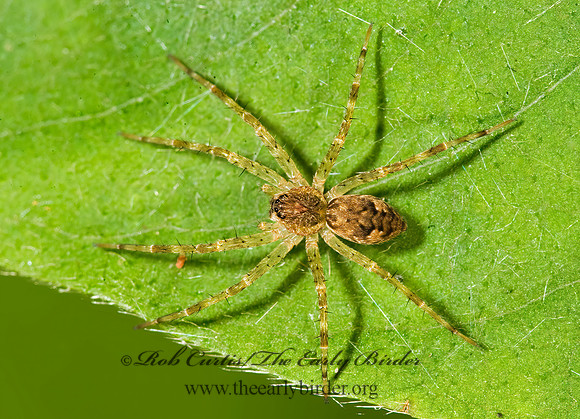 Dolomedes  FISHING SPIDER 8015236z