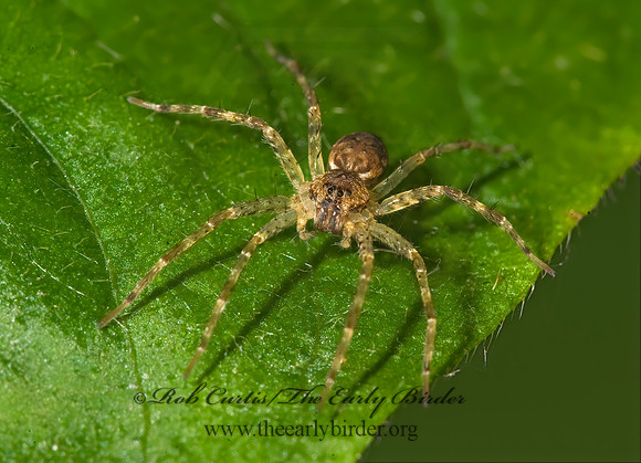 Dolomedes  FISHING SPIDER 8015239z