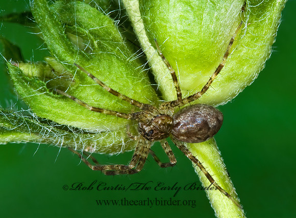 Dolomedes  FISHING SPIDER 7015009z