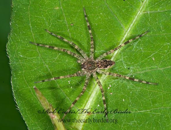 Dolomedes  FISHING SPIDER 8032978z