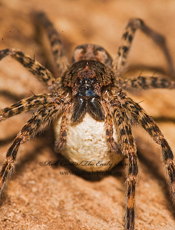 Dolomedes tenebrosus  DARK FISHING SPIDER 8015648z